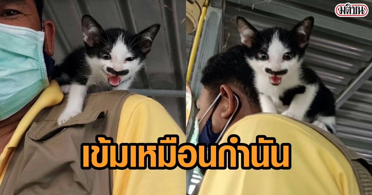 ฝันเห็น แมว ฉันควรเดิมพันหมายเลขใด?