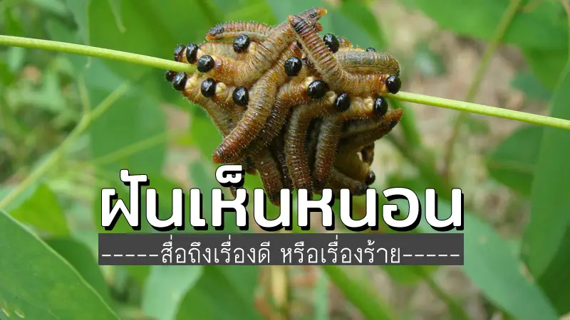 ฝันเห็น หนอน ฝันแบบนี้หมายถึงอะไร?