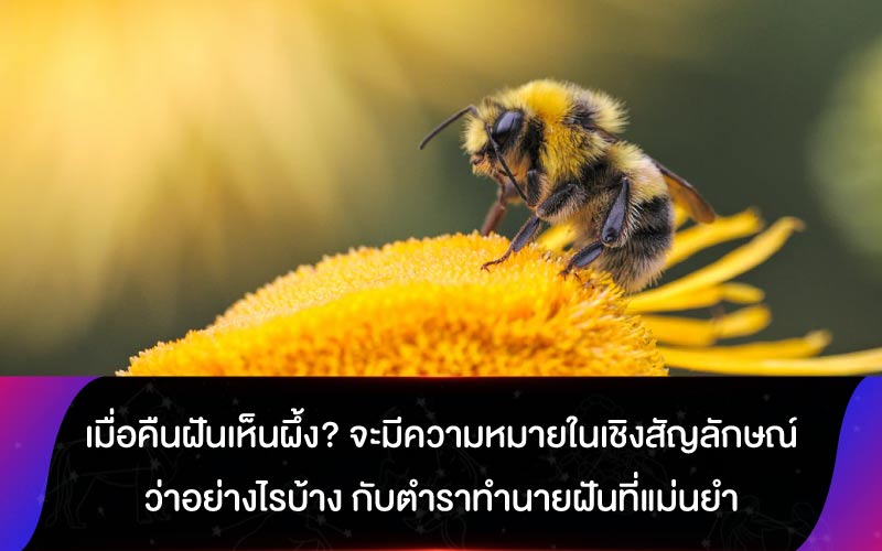 ฝันเห็น ผึ้ง เปิดความหมายและเลขเด็ดคืออะไร?